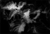 Ghostly Garden 